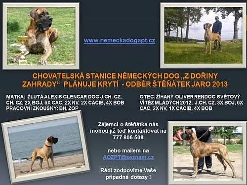 Německá doga štěňata žlutá a žíhaná