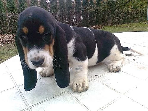 Basset Hound
