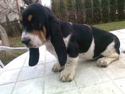 Basset Hound