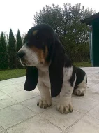 Basset Hound