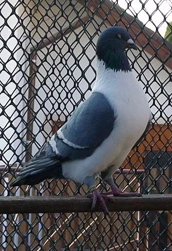 holubi - Moravský pštros modrý bělopruhý