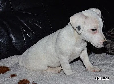 štěnátko jack russell terier