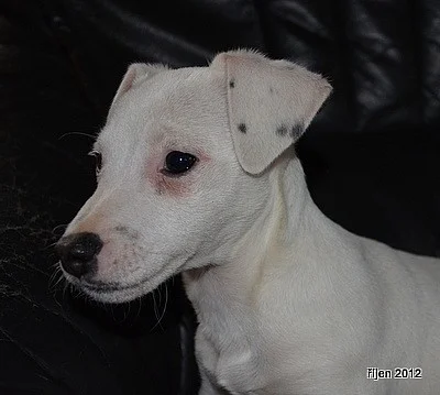 štěnátko jack russell terier