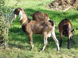 AN kozlík