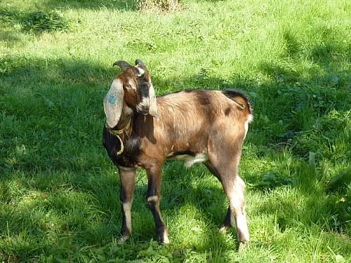 AN kozlík