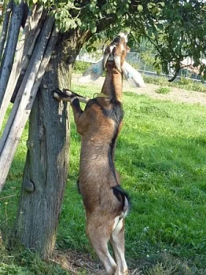 AN kozlík