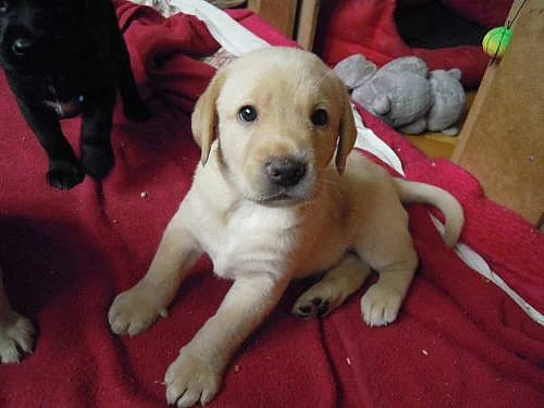 Prodám krásné štěnátko labradorského retrívra