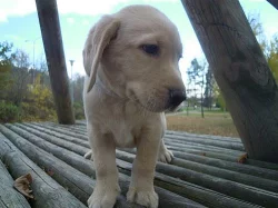 Prodám krásné štěnátko labradorského retrívra