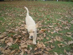 Prodám krásné štěnátko labradorského retrívra