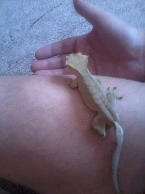 Rhacodactylus ciliatus (Pagekon řasnatý)