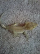 Rhacodactylus ciliatus (Pagekon řasnatý)