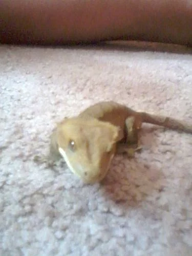 Rhacodactylus ciliatus (Pagekon řasnatý)