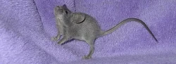 Nádherné myšky