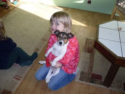 Jack russell teriér
