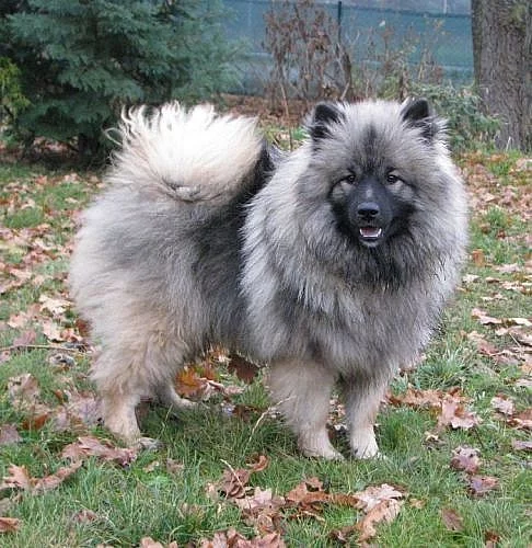německý vlčí špic , keeshond