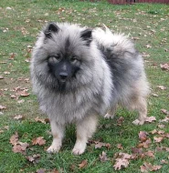 německý vlčí špic , keeshond