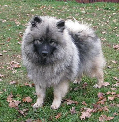 německý vlčí špic , keeshond