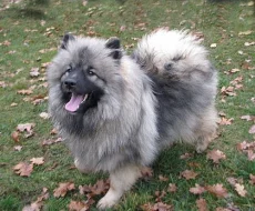 německý vlčí špic , keeshond