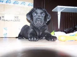 štěňata labradora černá a bílá, k odběru