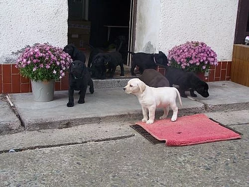 štěňata labradora černá a bílá, k odběru