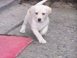 štěňata labradora černá a bílá, k odběru