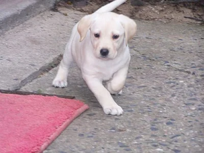 štěňata labradora černá a bílá, k odběru