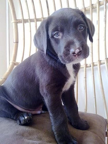 2 ŠTĚŇÁTKA LABRADORA HNĚDÝ A ČERNÝ