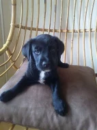 2 ŠTĚŇÁTKA LABRADORA HNĚDÝ A ČERNÝ