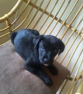 2 ŠTĚŇÁTKA LABRADORA HNĚDÝ A ČERNÝ