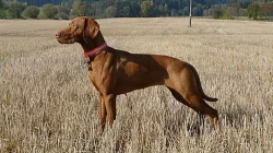 Maďarský ohař - vizsla
