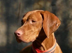 Maďarský ohař - vizsla
