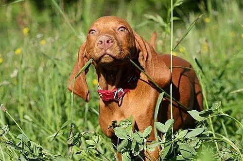 Maďarský ohař - vizsla
