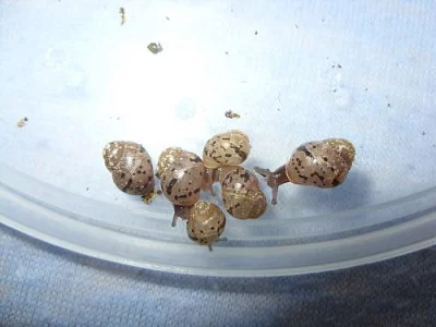 Achatina fulica - daruji