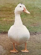 FARMA KLOKOČÍ