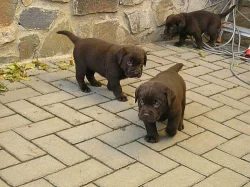 Čokoládová (tmavě hnědá) štěňátka labradora s PP