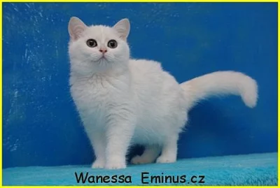 Britská stříbřitá koťátka s PP