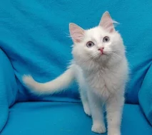 Ragdoll - koťátka s PP