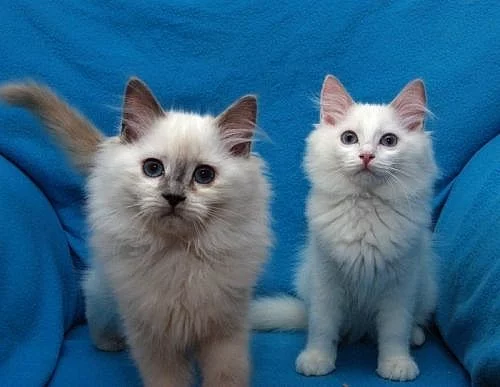 Ragdoll - koťátka s PP