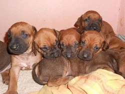 Rhodéský Ridgeback