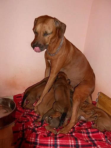 Rhodéský Ridgeback