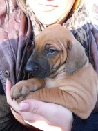 Rhodéský Ridgeback
