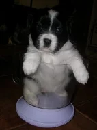 Krásné fenky kříženec kavalír king charles španěl