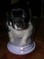 Krásné fenky kříženec kavalír king charles španěl
