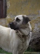 Štěňátka kangala (anatolského pasteveckého psa)
