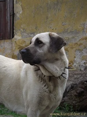 Štěňátka kangala (anatolského pasteveckého psa)