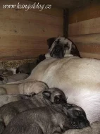 Štěňátka kangala (anatolského pasteveckého psa)