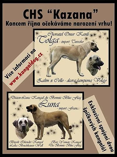 Štěňátka kangala (anatolského pasteveckého psa)