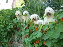 Čistokrevná štěňátka Coton de Tulear bez PP