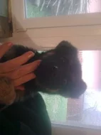 Prodám štěně německého ovčáka