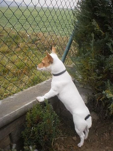 Jack Russel Terier